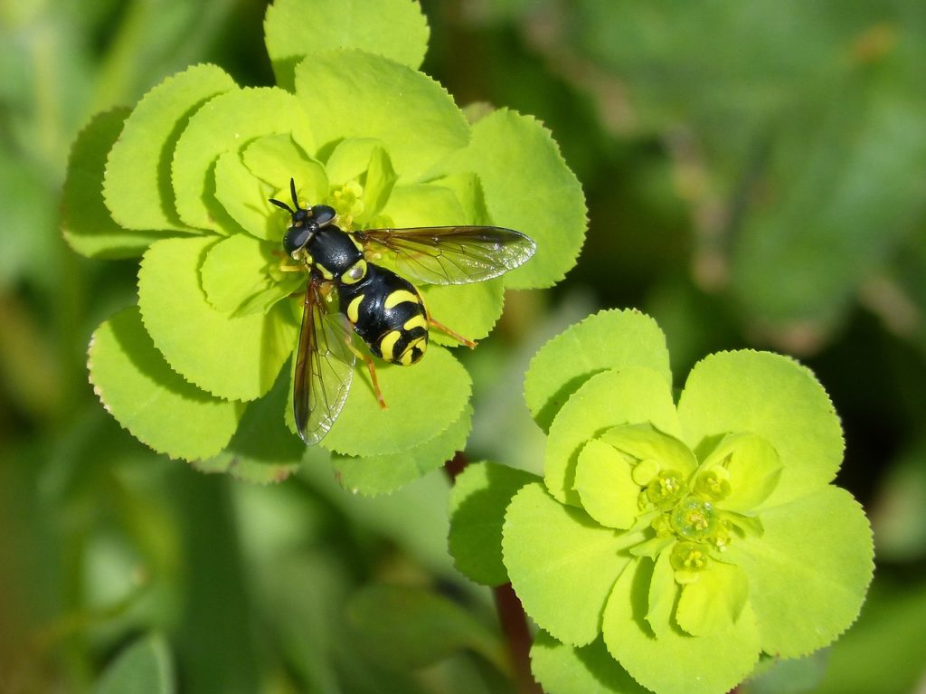 hoverfly, false bee, nature-3251298.jpg